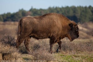 Wisent, Kraansvlak, Kennemerduinen