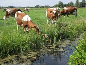 Grazende koeien in vochtig grasland bij Kamerik